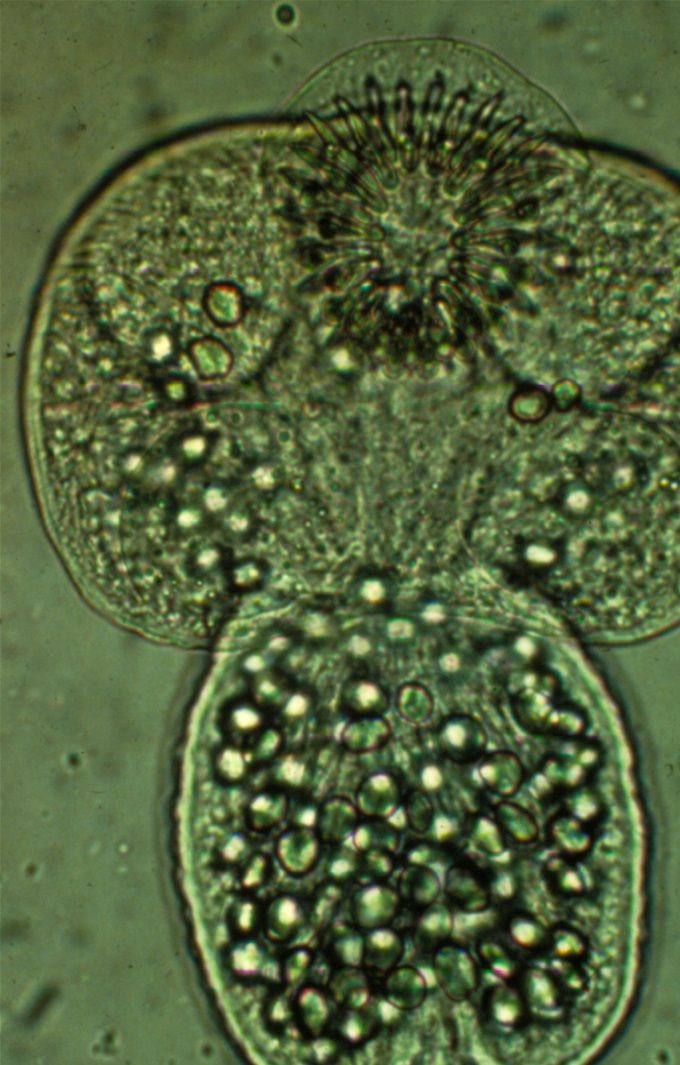 Echinococcus granulosus: jong stadium van een kleine lintworm bij honden en vossen