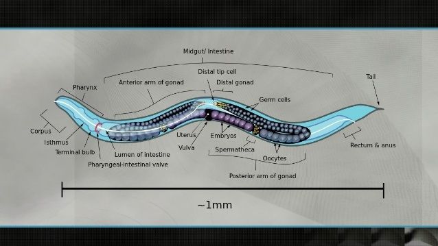 Het grondaaltje   Caenorhabditis elegans het best bestudeerde levend wezen
