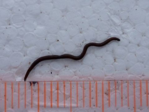 De ijsworm