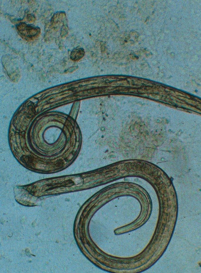 Braakwormen bij de kat (Ollulanus tricuspis)